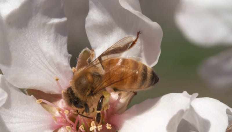 Benefits of a Beekeeping