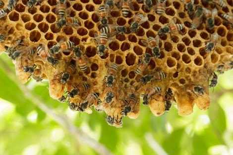 benefits of backyard beekeeping