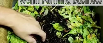 Worm Farming Business