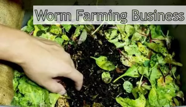 Worm Farming Business