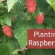Planting Raspberries