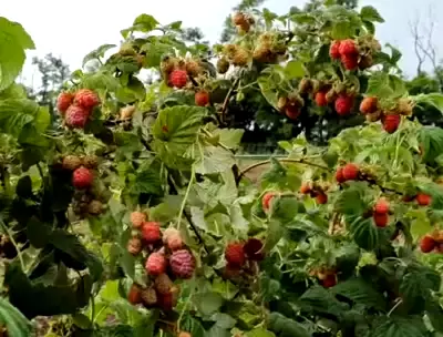 Rich raspberry crop