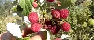 A branch with large raspberries