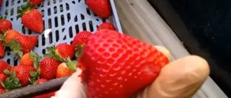 Large strawberries, good crop