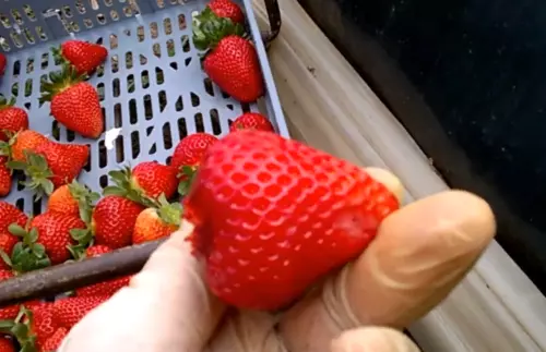 Large strawberries, good crop