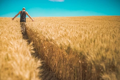Farmer rejoices over wheat harvest