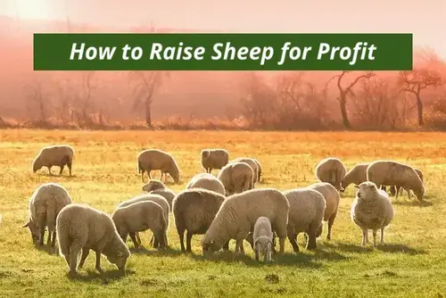 Sheep Farming for Profit