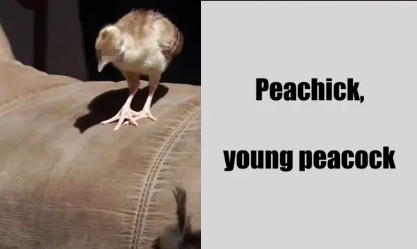 young peacock