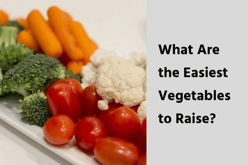 What Are the Easiest Vegetables to Raise?