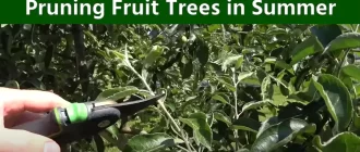 Pruning Fruit Trees in Summer