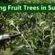 Pruning Fruit Trees in Summer